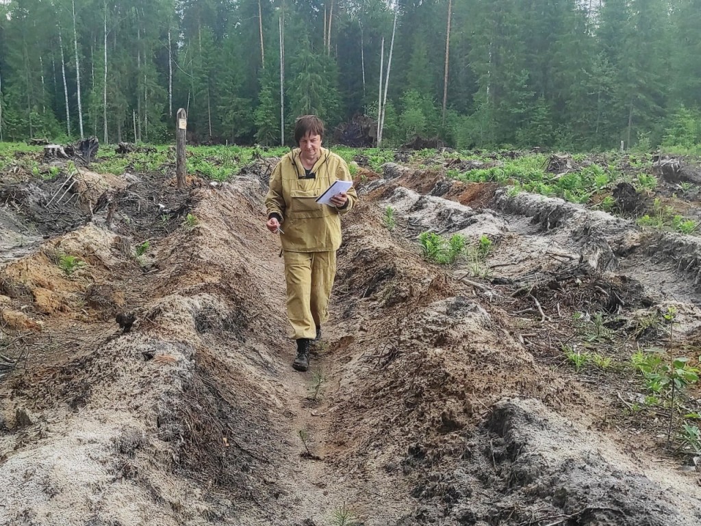 Восемьдесят пять гектаров нового леса посади в Шатуре этой весной