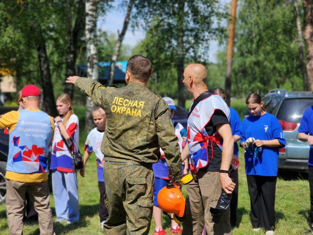 Жители Воскресенска могут свободно собирать валежник и знать, что за это им ничего не будет