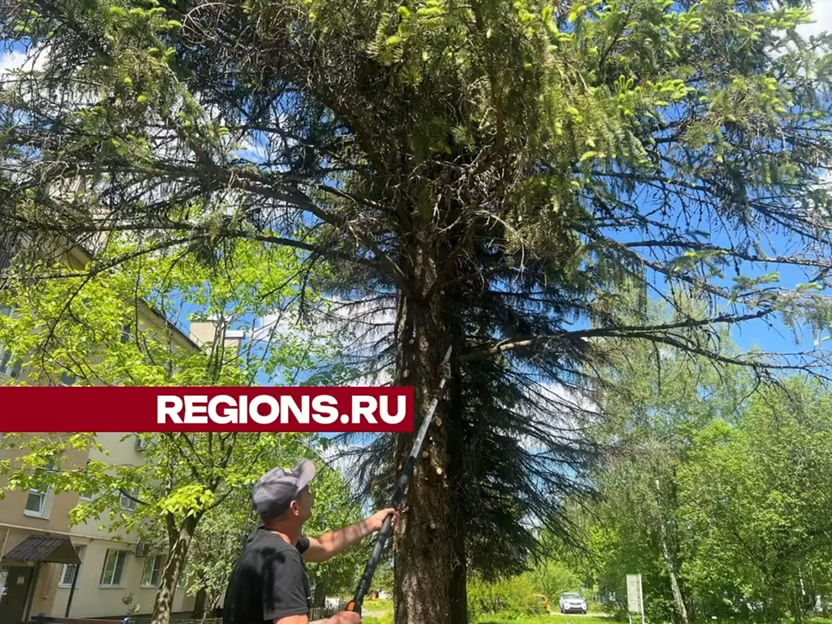 Обрезку деревьев провели на улицах Восхода