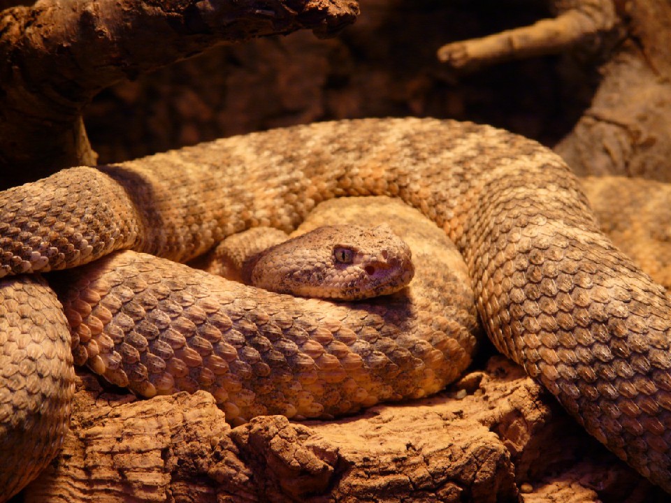 Змей бояться — в лес не ходить: что делать, если укусила гадюка