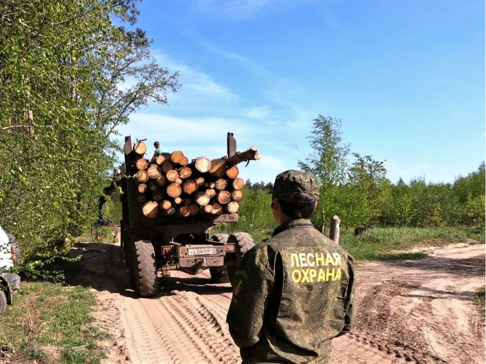 Деревья вырубают в лесу рядом с коломенским селом Городец