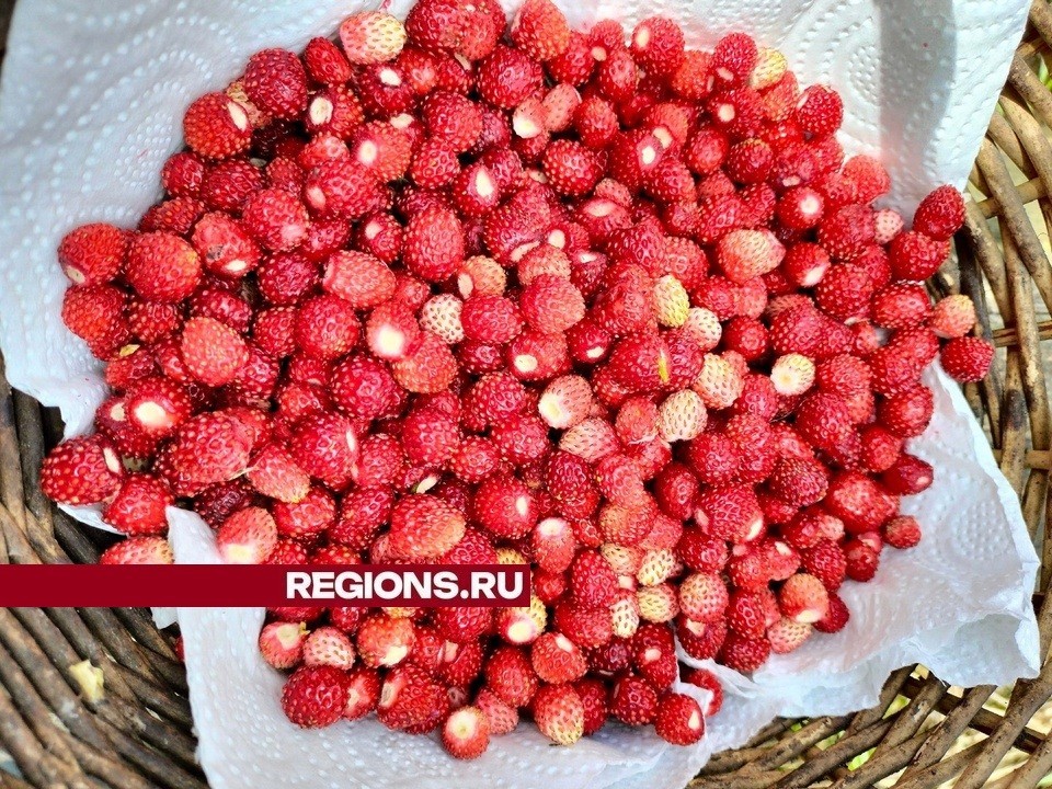 За вкусной лесной земляникой и грибами жуковчане могут отправиться в Луховицы