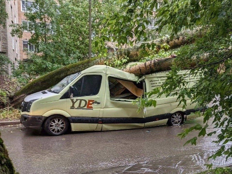 Куда обращаться, если упавшее из-за ветра дерево помяло автомобиль