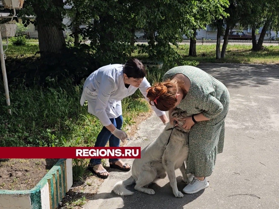 Луховицкие ветеринары 25 июня приедут в село Дединово с выездной вакцинацией против бешенства