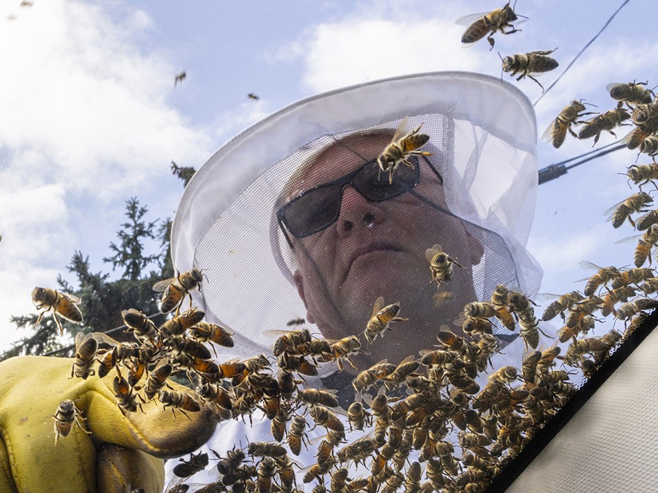 Один звонок: как избавиться от пчелиного улья на участке без риска для жизни