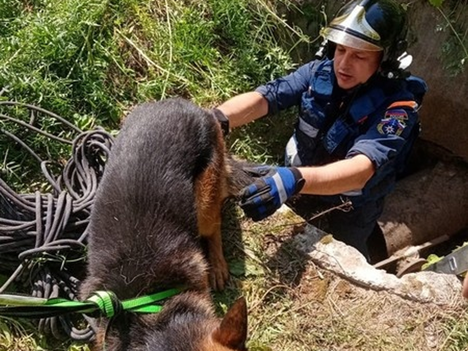 Коломенские спасатели помогли выбраться собаке из колодца
