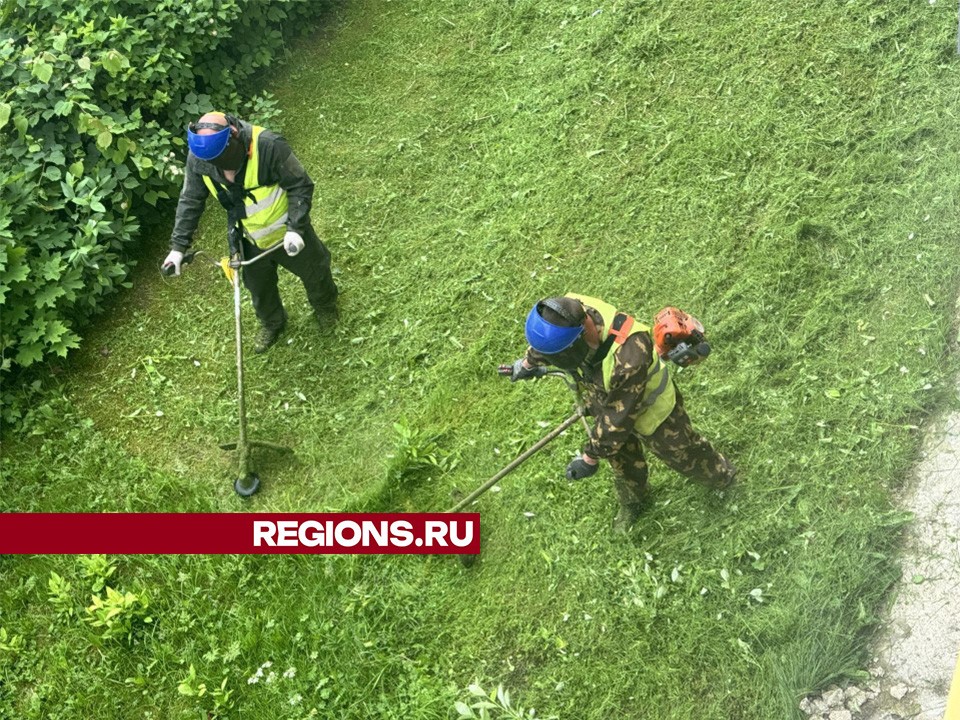 Газоны центральных улиц Шаховской привели в порядок