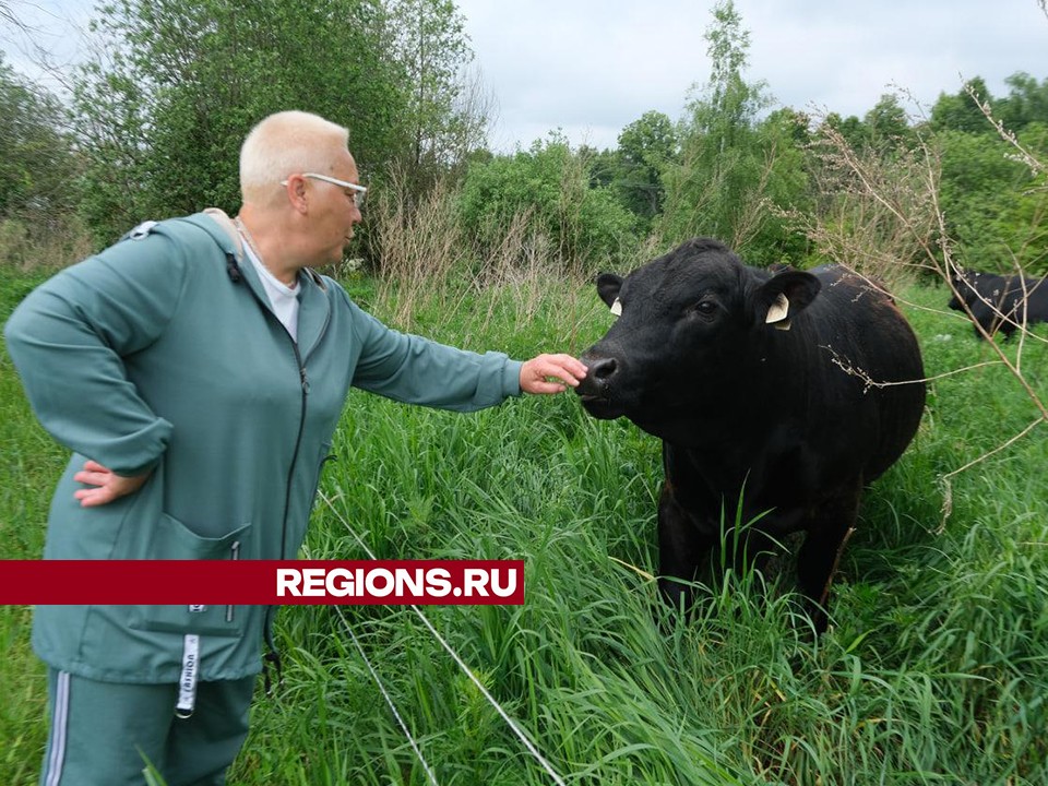 В Серпухове выращивают бычков элитной породы для изготовления премиальных стейков