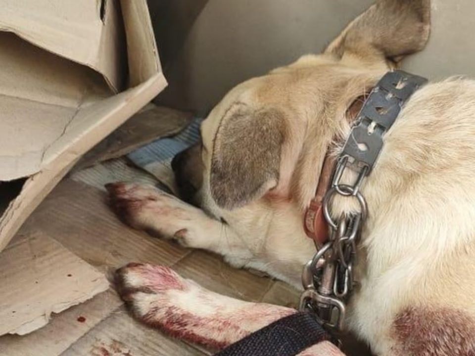 Жители Чехова требуют наказания для живодера, убившего ножом собаку