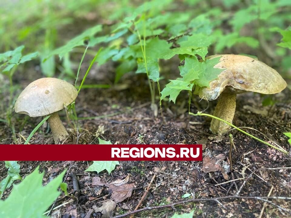За грибами во двор: В Дзержинском белые и подберезовики растут прямо на городских территориях