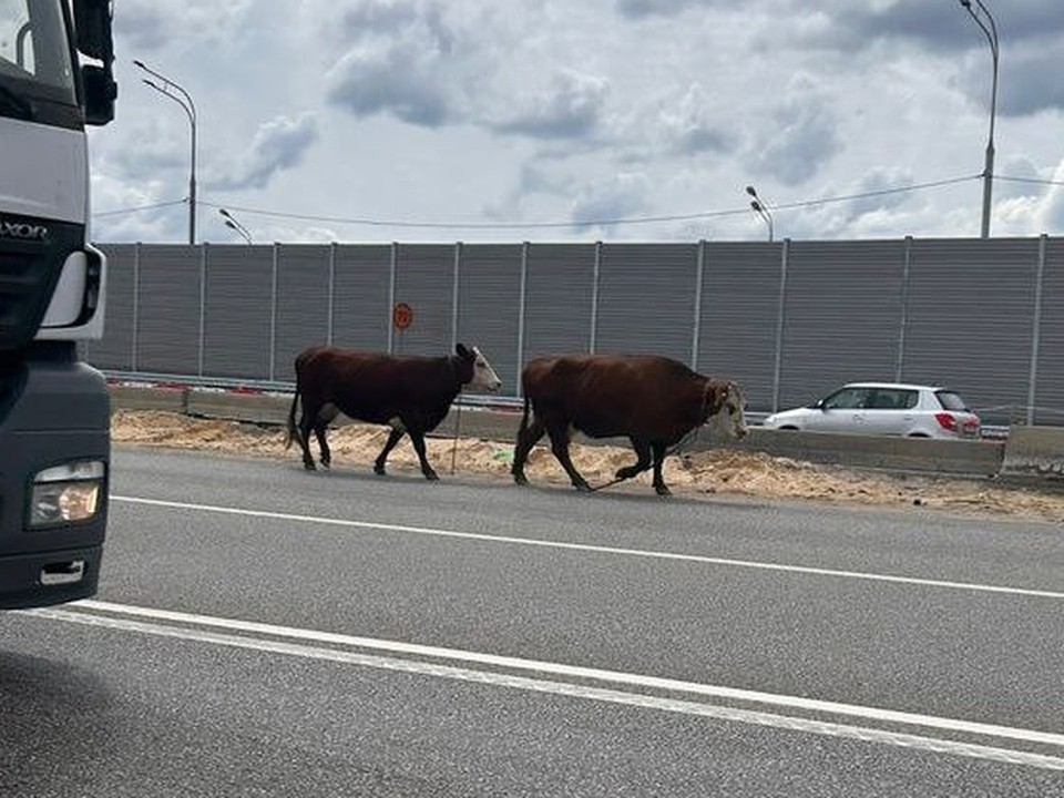 Хозяин ищет коров-беглянок, которые разгуливали по Новорязанскому шоссе