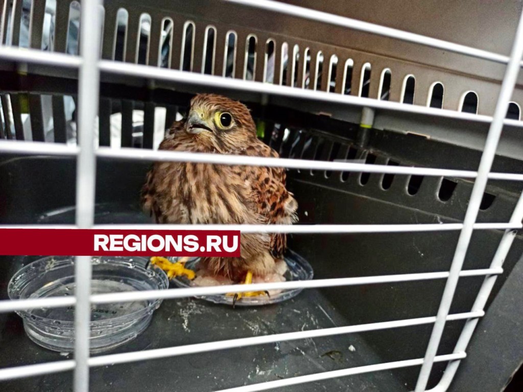 Спасенный в Балашихе сокол пройдет лечение в «Вороньем гнезде»