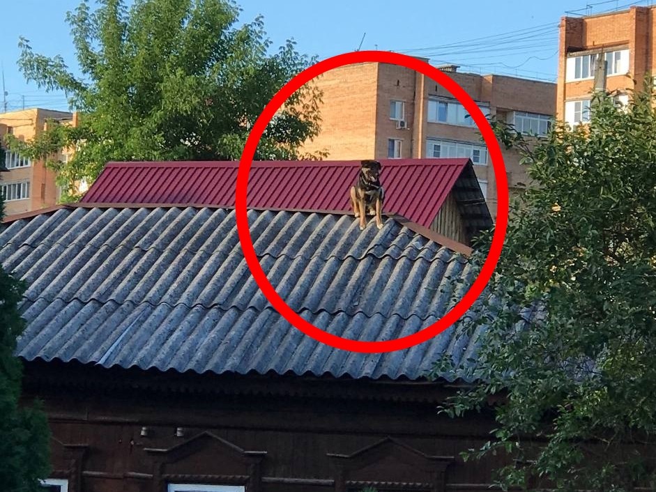 В Большом Серпухове собака считает, что она кошка