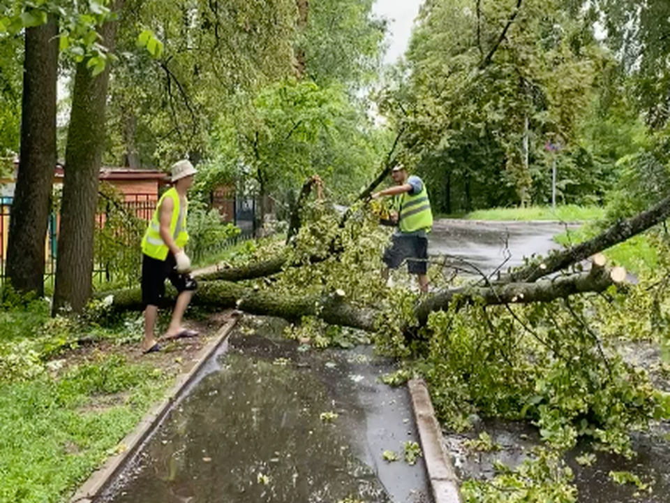 В Лыткарине от непогоды повалило деревья