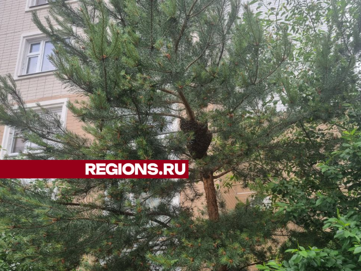 Огромный пчелиный рой держит в страхе жителей дома под Сергиевым Посадом
