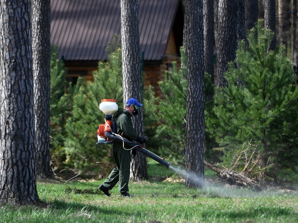 В Роспотребнадзоре заявили о расширении ареала обитания клещей