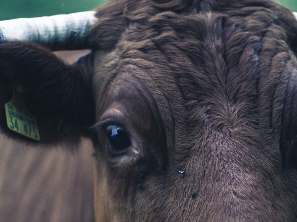 «Останешься без коров!»: скотина с фермы перекрыла дорогу в Шаховской