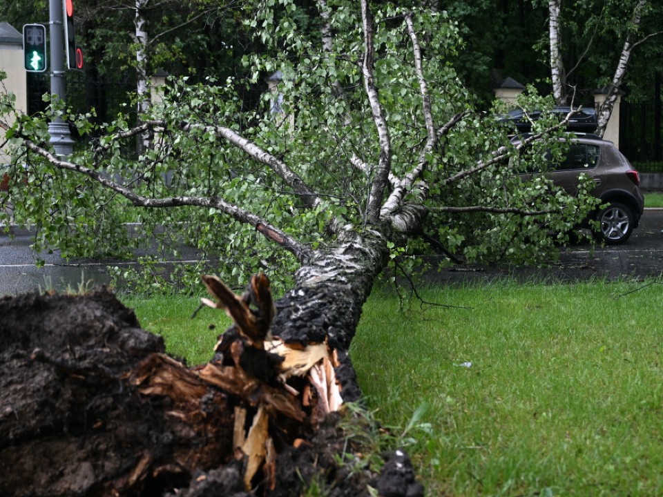 На севере Москвы мужчина погиб из-за рухнувшего дерева