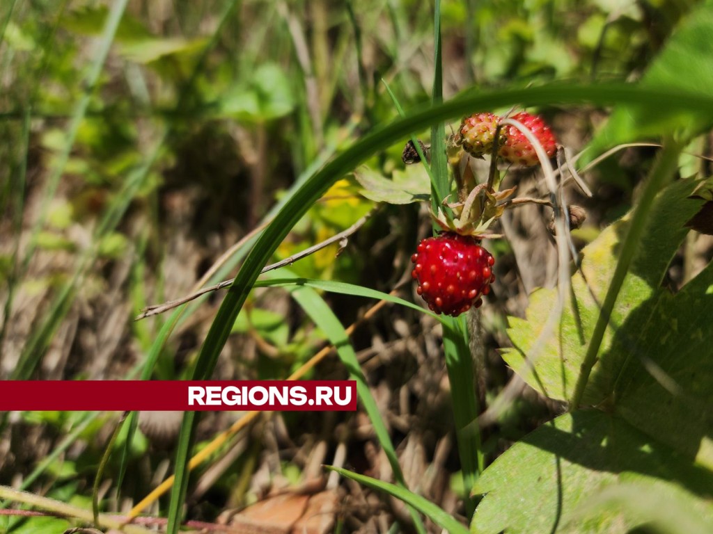 Первую землянику уже собирают в ступинских лесах | REGIONS.RU / Ступино