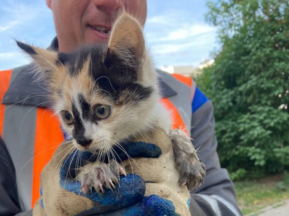 Несчастье помогло: в Балашихе спасенного из ливневки котенка забрали домой