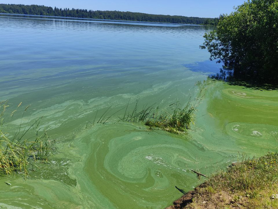 Вода озера Сенеж в Солнечногорске окрасилась в зеленый цвет