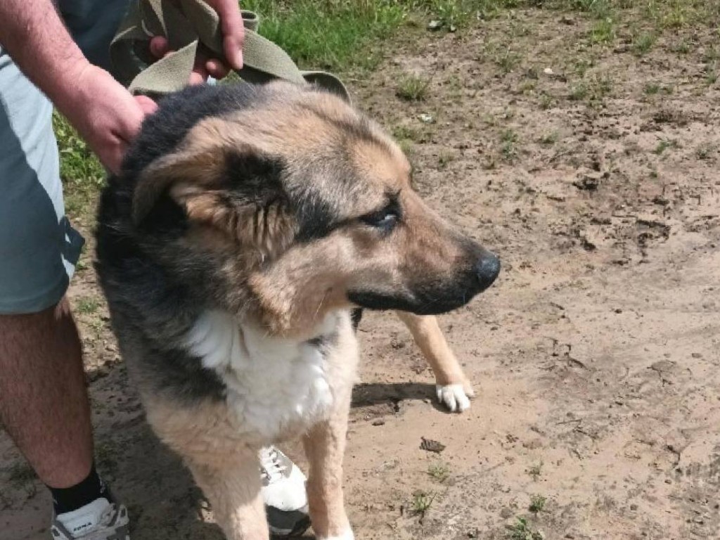 Бездомную собаку из деревни Сеньково отправили в приют по просьбе местного жителя