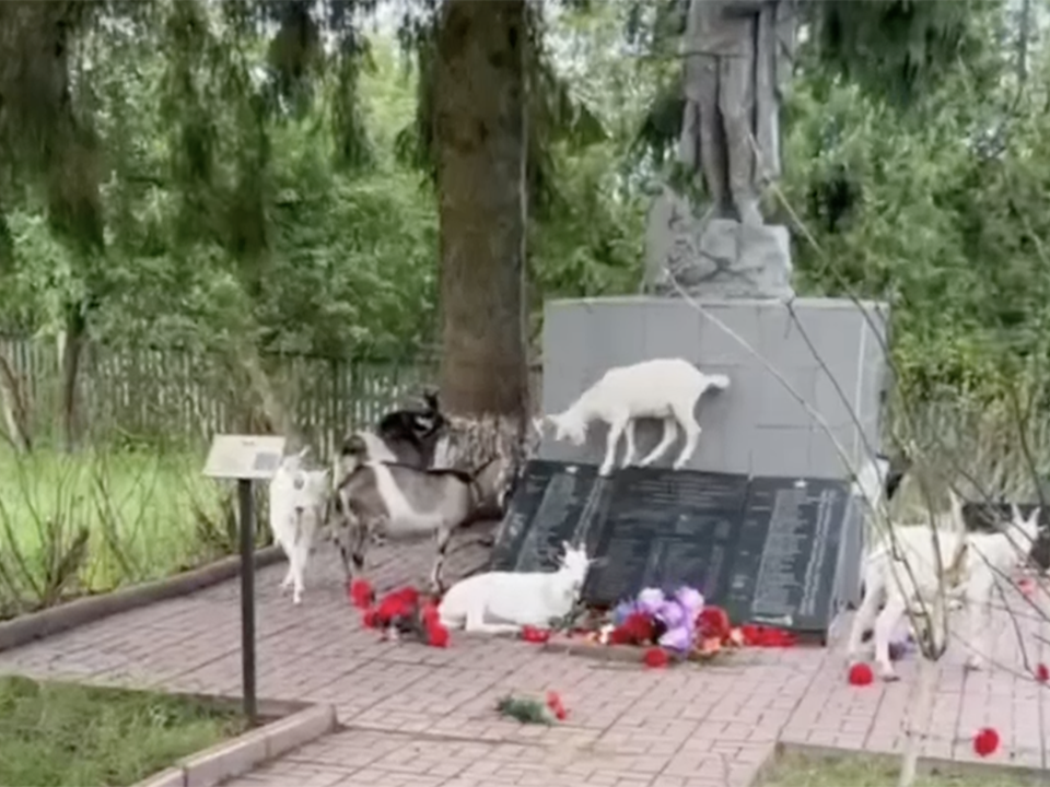 За неуважение к памятнику в Рузе могут привлечь к ответственности хозяина коз