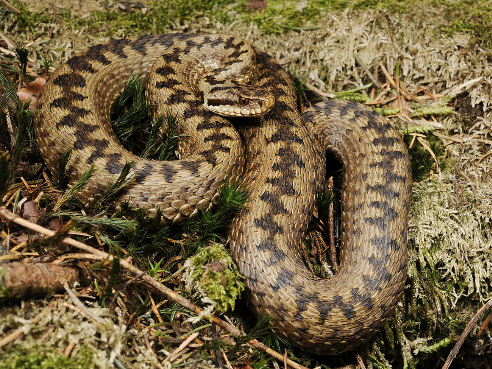 Экологи предупредили жителей Большого Серпухова о пробуждении змей