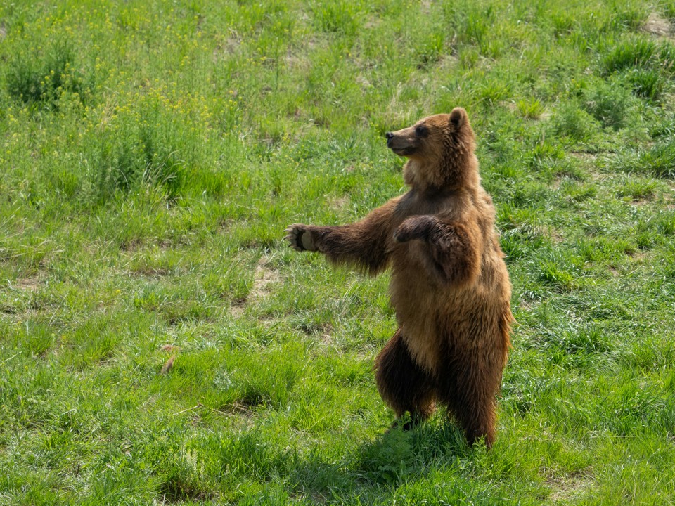В Дмитровском округе местная жительница встретила молодого бурого медведя