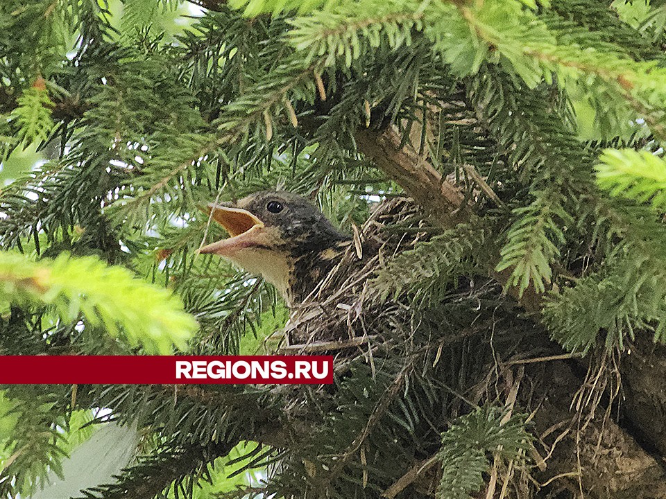 Пернатые выпускники: в ступинском парке птенцы дроздов-рябинников готовы к первому полету