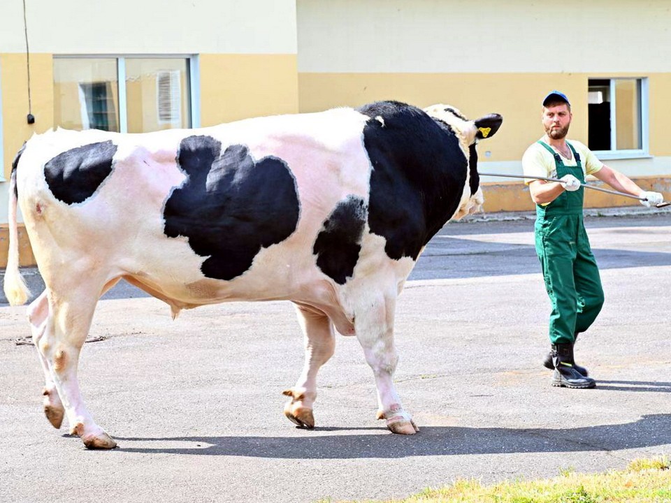 Победительница зооконкурса в Ногинске узнала удивительную судьбу коровы по глазам