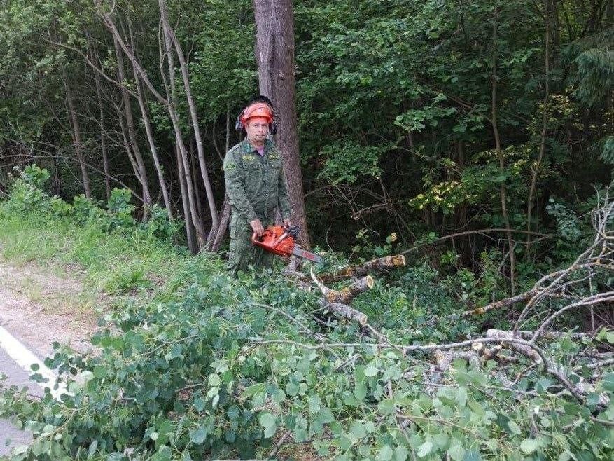 Сотрудники Талдомского лесного хозяйства устранили упавшее на дорогу дерево