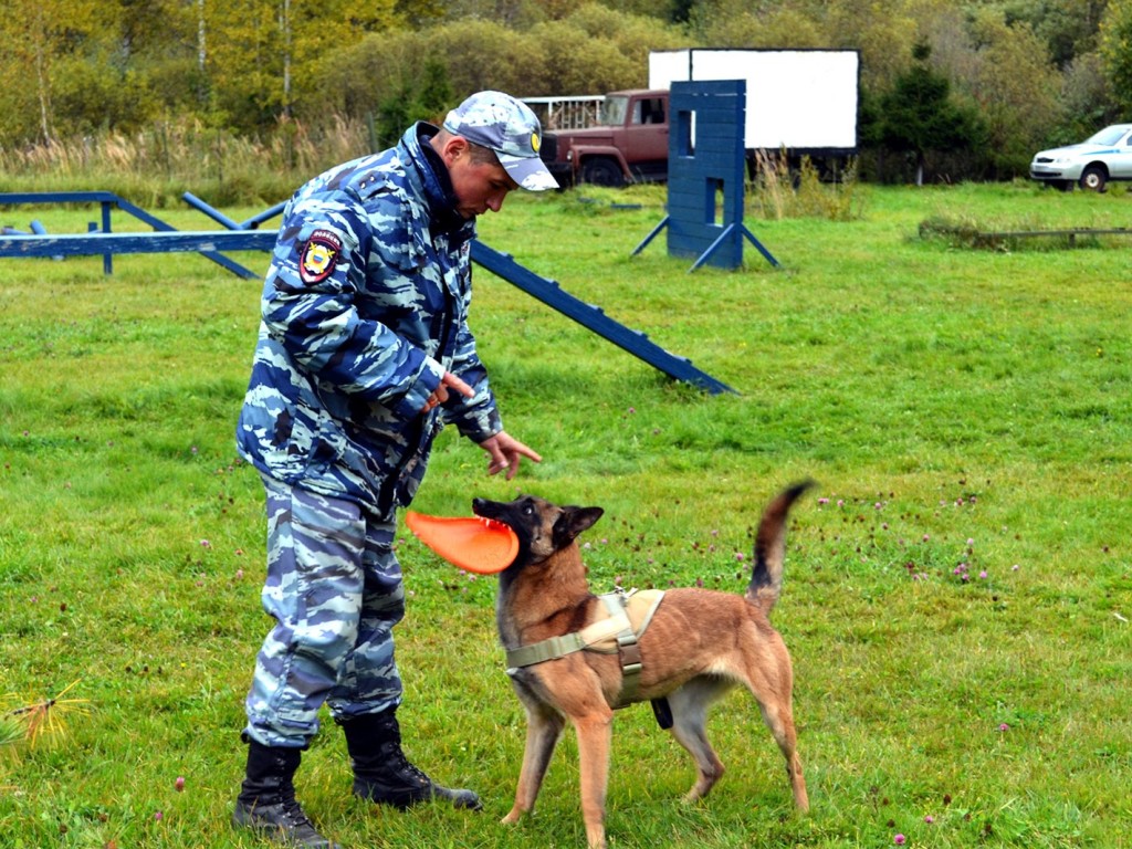 В Рузском округе можно отдать своего питомца на дрессировку - кинологи  обучат животное самым разным командам | REGIONS.RU / Руза