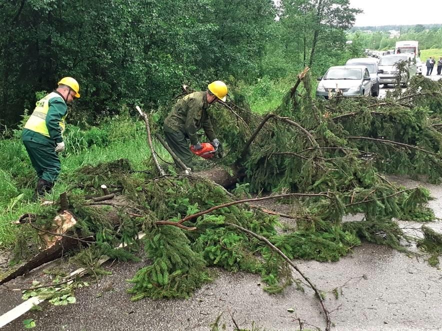 В лесах Подмосковья спасатели продолжают устранять последствия урагана