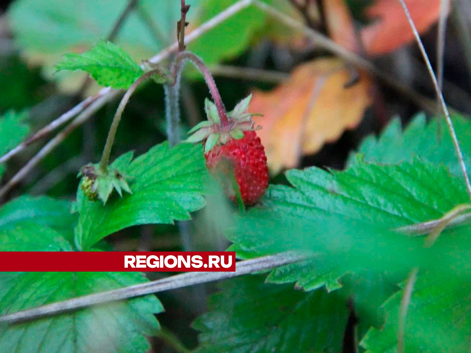 За земляникой: где в Егорьевске можно найти ароматную ягоду