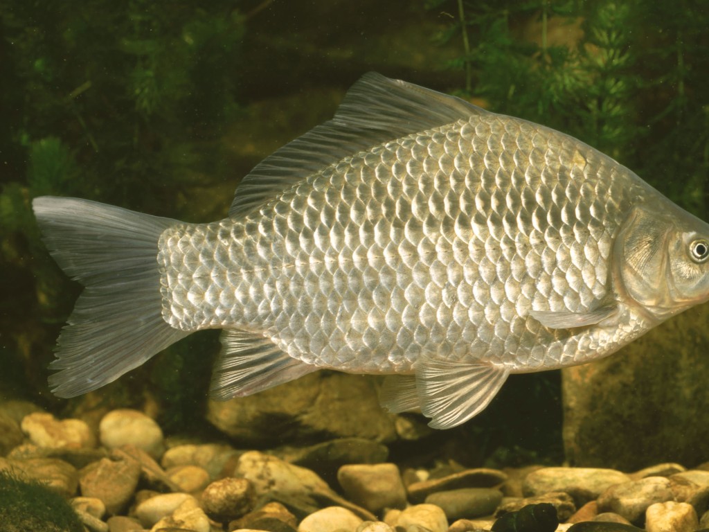 Эколог: Рыба в ногинском пруду задохнулась из-за несформировавшейся экосистемы