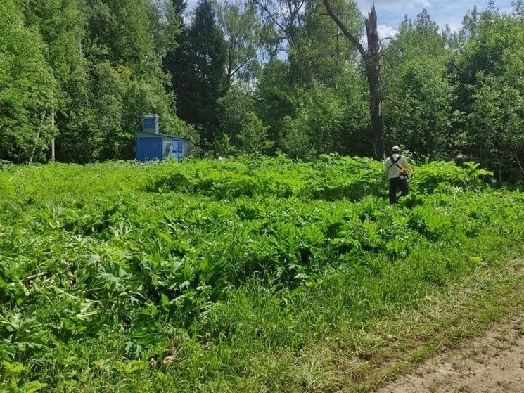 Сотрудники «Русского леса» уничтожили борщевик на 244 гектарах в Серпухове
