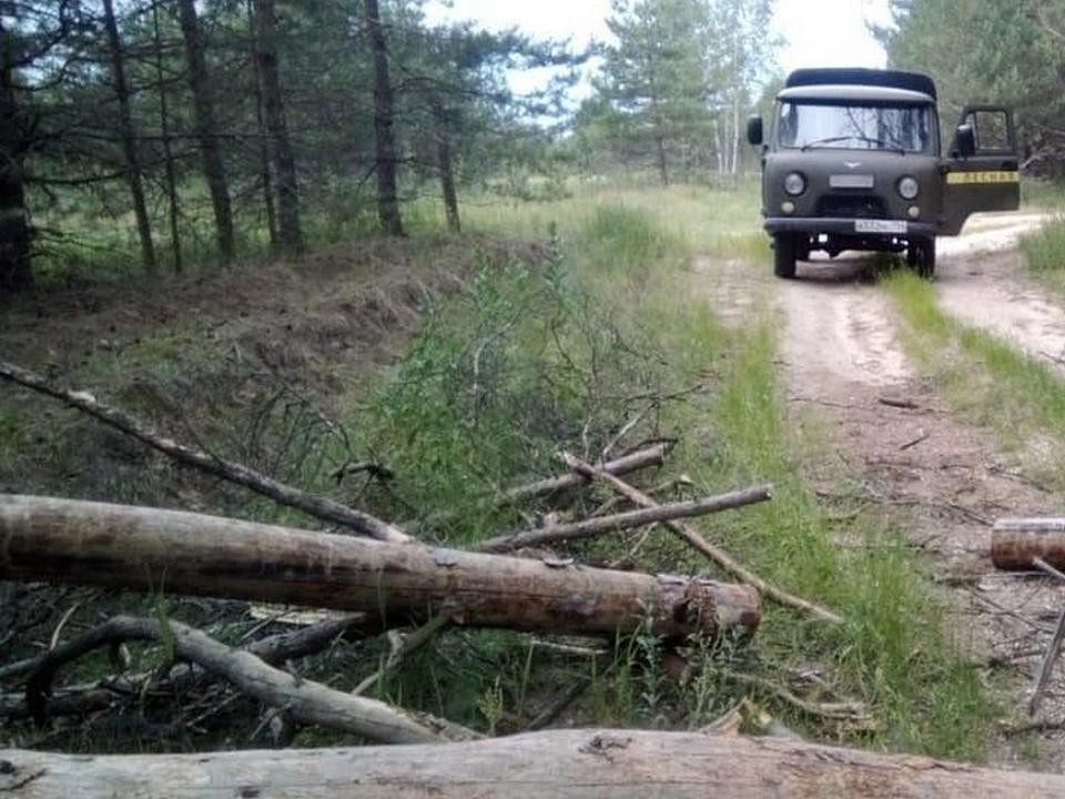 Луховицкие лесничие убрали с дороги упавшие деревья