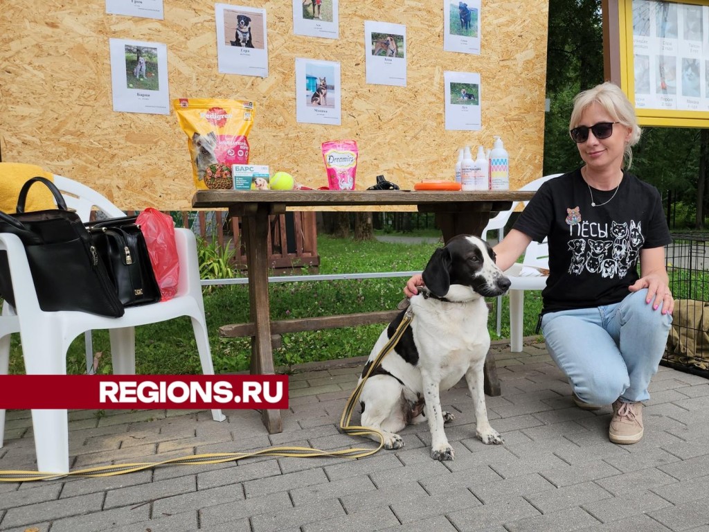 Каширяне поддержали приют для собак, который организовали волонтеры |  REGIONS.RU / Кашира