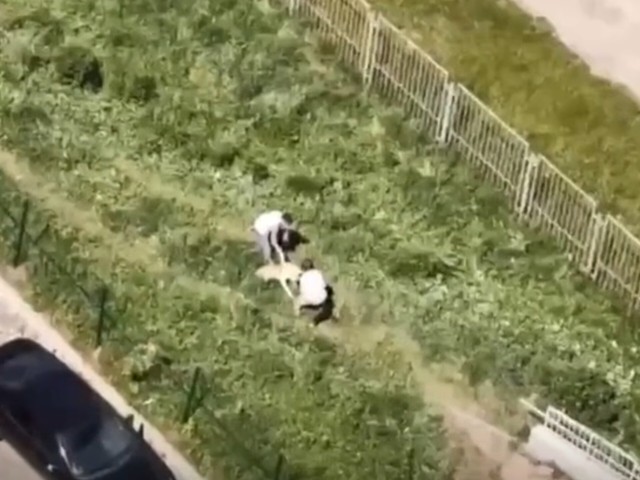 Агрессивные собаки нападают на других в ЖК Бутово Парк-2
