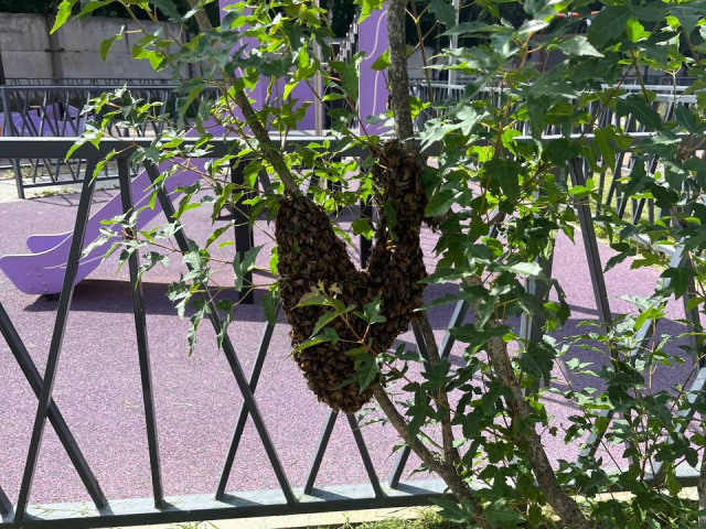 Пчеловод объяснил, почему медоносные пчелы устраивают ульи в Люберцах