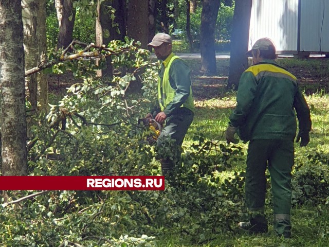 «Эдгар» побушевал, теперь нужно утилизировать деревья: коммунальщики Мытищ борются с последствиями урагана