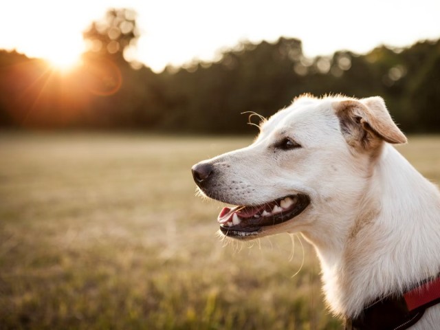 Мособлдума приняла законы об ответственности владельцев собак