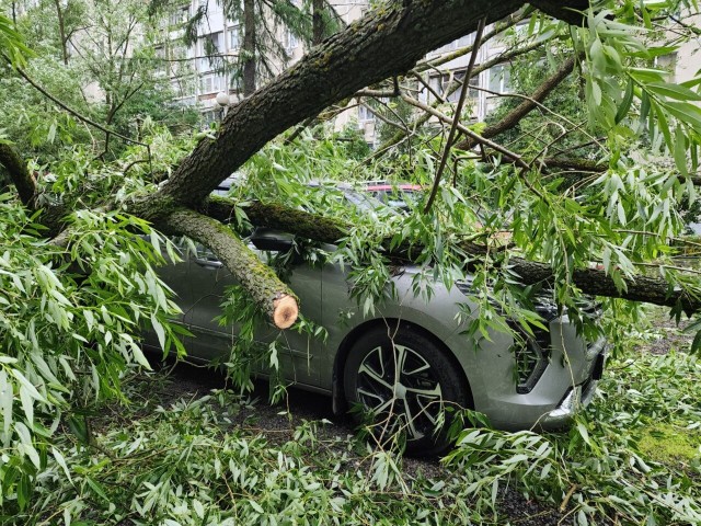 В Красногорске упавшие от ураганного ветра деревья повредили автомобили