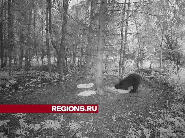 «Крайне редкое явление»: семья медведей поселилась вблизи Сергиева Посада
