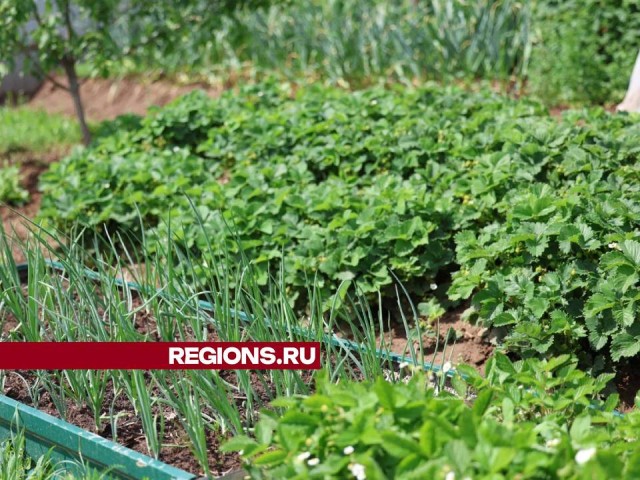 Садовод из Дмитрова поделился секретом хорошей подкормки растений в июне