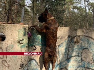 Любопытный бульдог из Люберец любит подглядывать за оленями через дырку в заборе