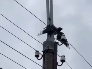 Электрики освободили застрявшую в уличной опоре ворону в Чехове