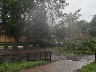 Последствия стихии: во время шторма в Раменском упало как минимум три дерева
