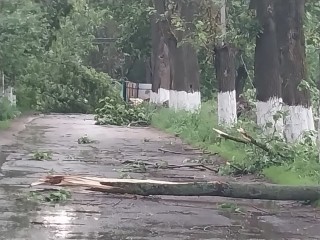 Поваленные деревья, отключения воды и электричества: службы в Кашире устраняют последствия непогоды